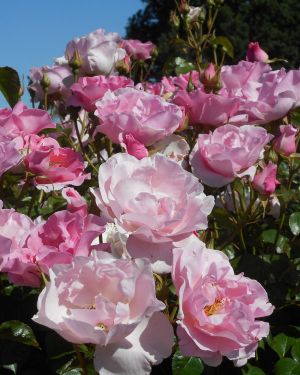 Brèves histoires de roses (PRÉCOMMANDE)