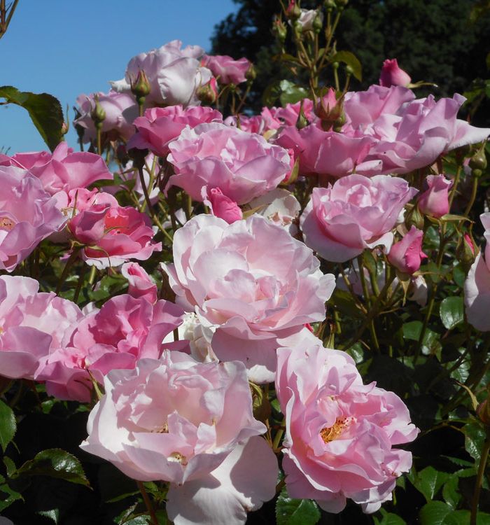 Brèves histoires de roses (PRÉCOMMANDE)