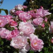 brèves histoires de roses leforestier