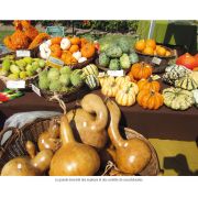 Brèves histoires de roses de Claude Leforestier