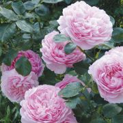 Brèves histoires de roses de Claude Leforestier